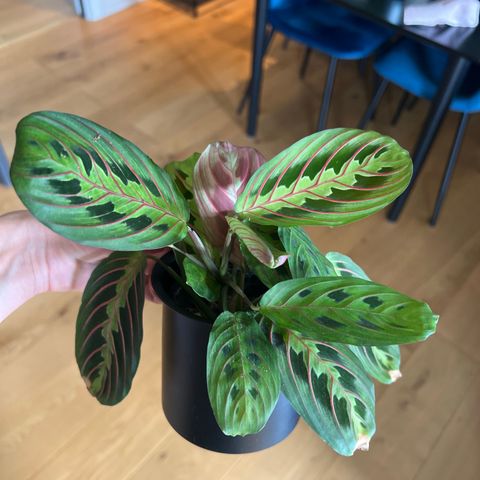 Maranta