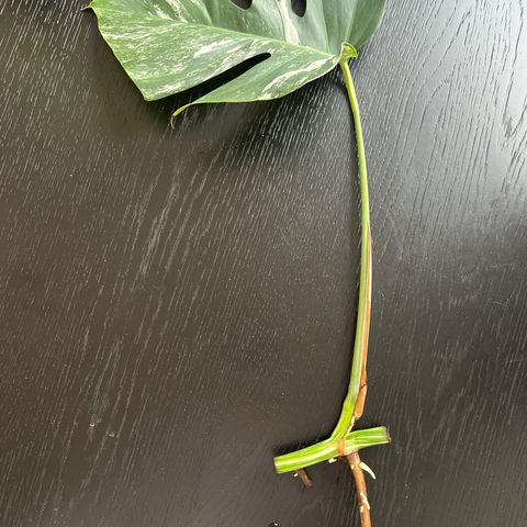 Monstera variegata stiklinger