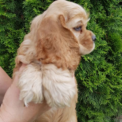 Amerikanske cocker spaniel valper