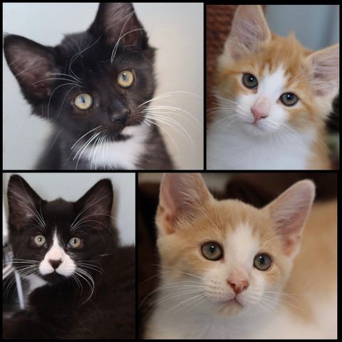 Skjønne, kjærlige kattunger Elmer/ Ezra/ Eureka /Eros🖤 Adopter fra Lucas Org. 🐾