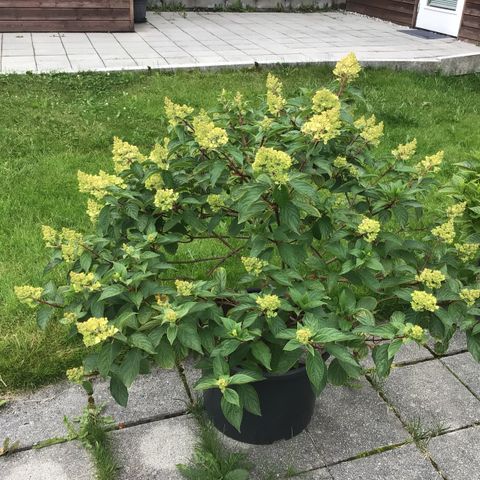 Syrinhortensia LiVING PINK