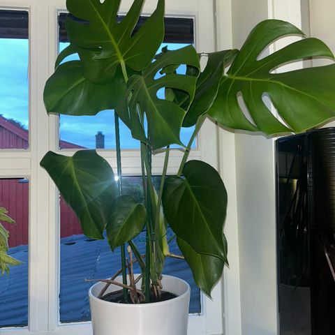 Monstera med potte