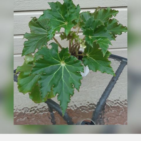 Stor Begonia. Selger hele planten.