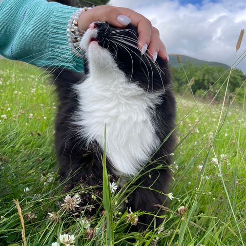 Vakker katt trenger nytt hjem. Kan leveres.  🌟