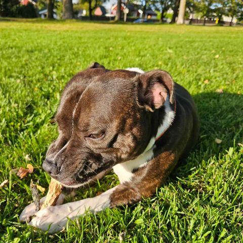 Tøff Staffordshire Bull Terrier gutt til salg