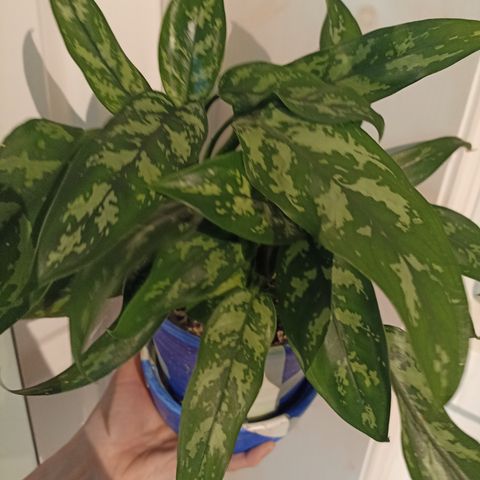 Aglaonema