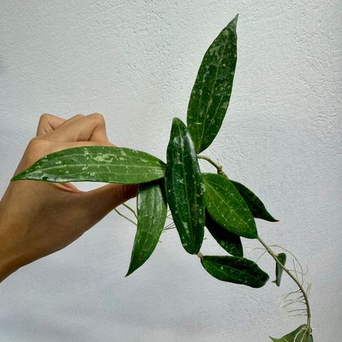 Hoya sp. Loei