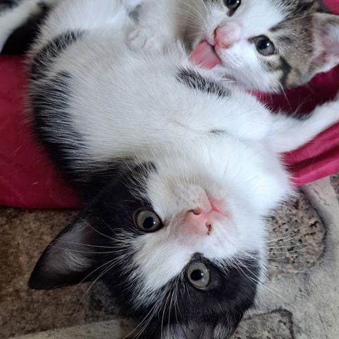 2 søte kattunger selges