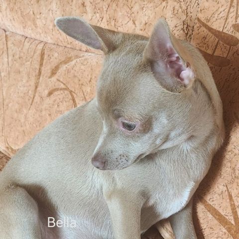 Chihuahua valper