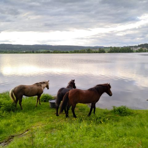 Ønsker du å ri Vestfossen