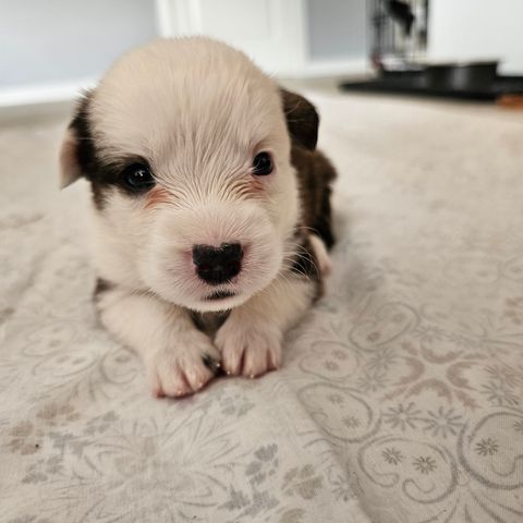 Welsh corgi cardigan Valper😍