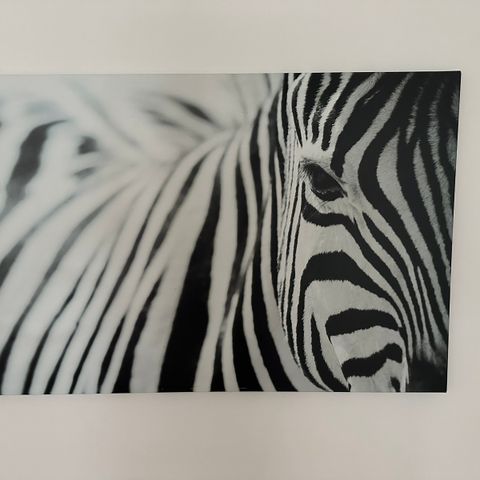 Zebra lerretbilde 78x118cm