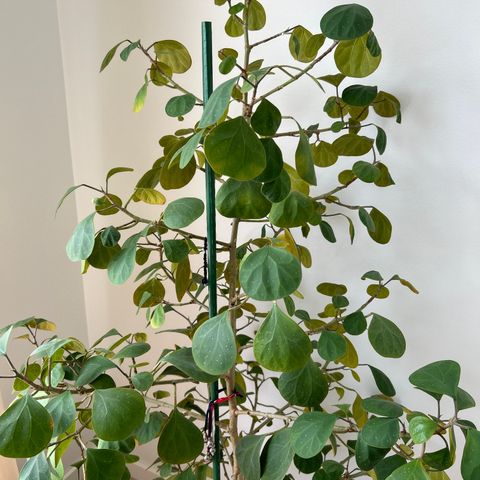 Ficus - Vakker innendørsplante til salgs