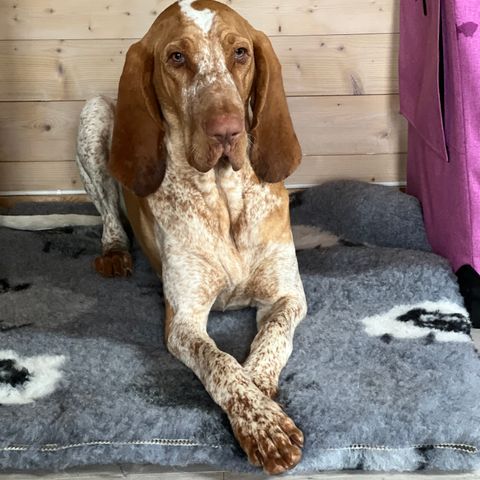 Bracco italiano