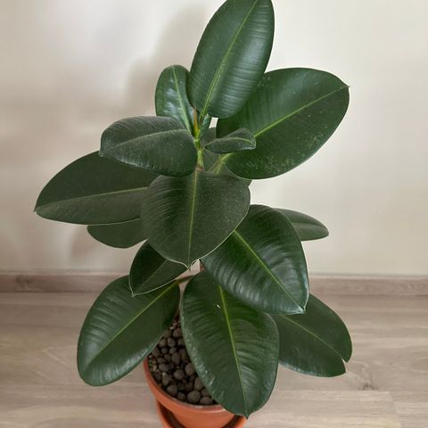 Gummifiken (Ficus Elastica) 70cm