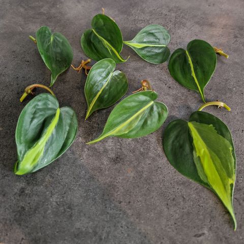 Philodendron Brasil stiklinger selges stykkvis eller samlet