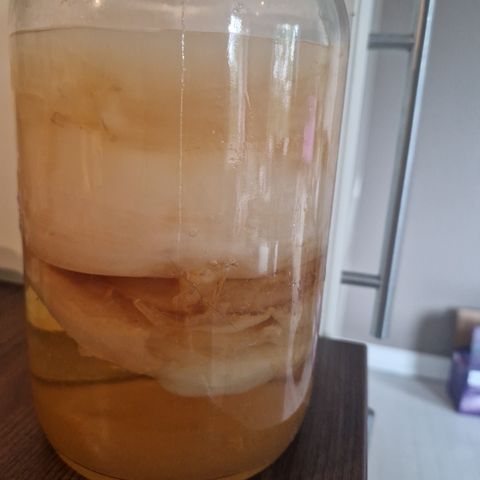 Kambuchastarter scoby og kambucha