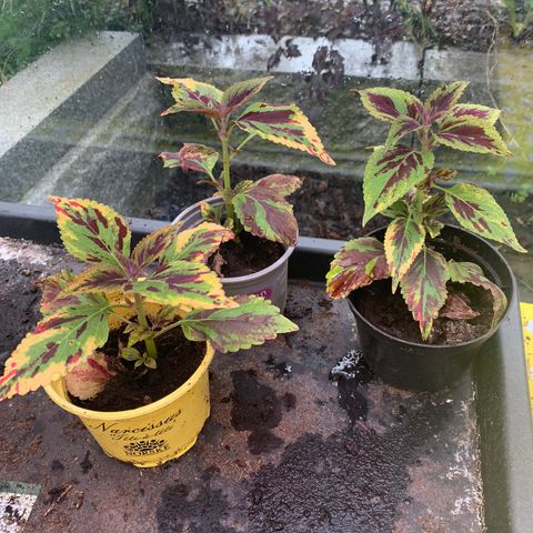 Coleus - praktspragle