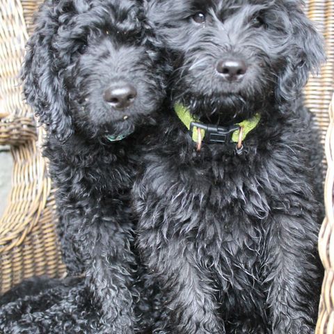 Golden labradoodle ventes - gode referanser