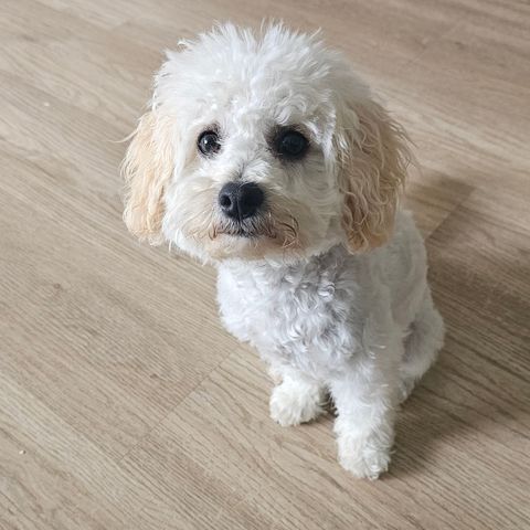 Bichon frise & Toy puddel blanding(tispe) leveringsklar