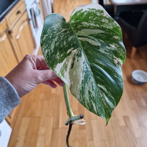 Stikling av monstera Variegata