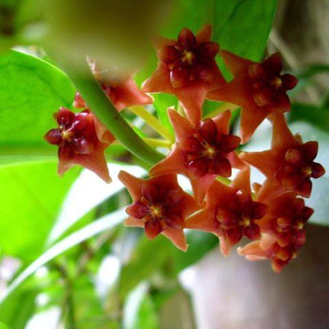 Hoya lobbii orange IML-1524 / stikling