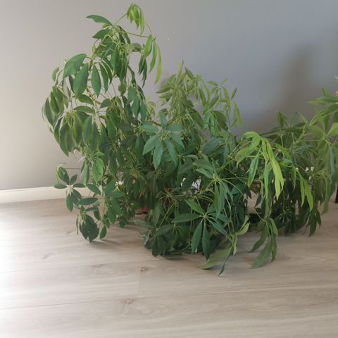 Stor plante