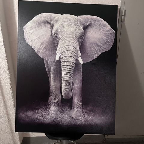 Elefantbilde 80x105