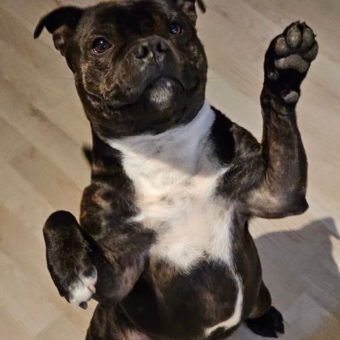 Staffordshire Bull Terrier 3.5years