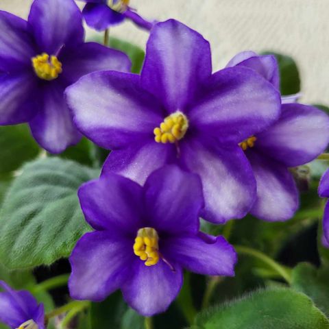 Saintpaulia/African Violet "Hawaiian Trail" plante.