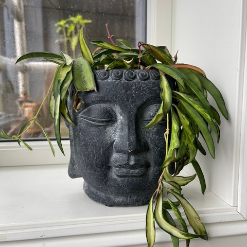 Buddha potte med plante (hoya Wayetii tricolor)