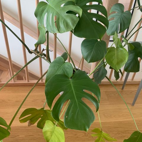 Stor Monstera hel plante