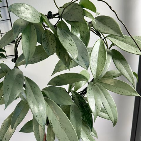 Hoya pubicalyx ‘Pink silver ghost’ stikling