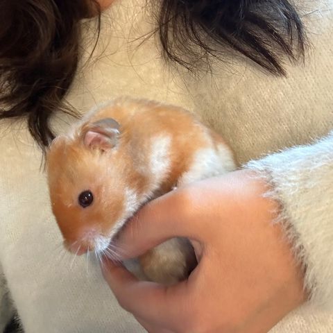 Gullhamster