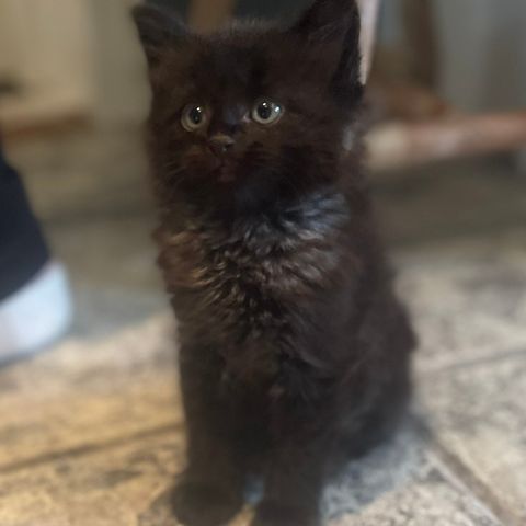 Nydelige langhårete lodne nøster. Mor Sibir( allergivennlig) far Maine coon