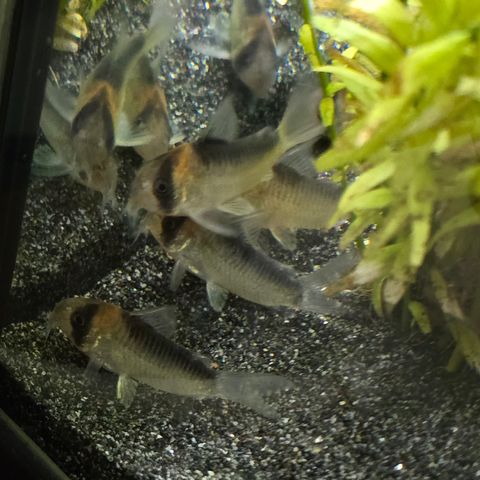 Corydoras Duplicareus