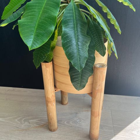 Bambus pidestall/potteskjuler