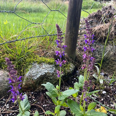 Steppesalvie, Salvia Nemorosa staude selges