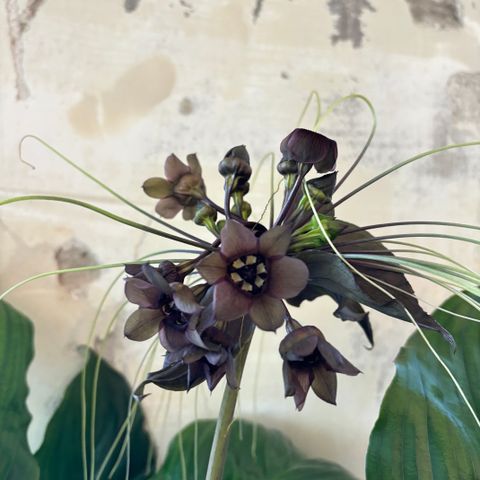 Black bat flower