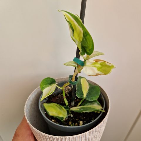 Philodendron cream splash plante