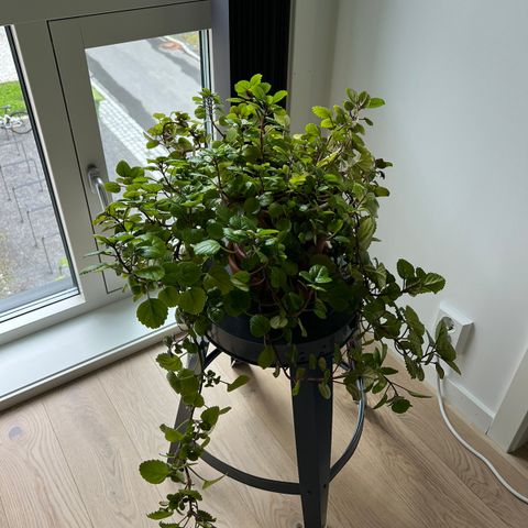 Swedish ivy