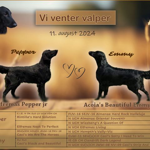 Flat Coated(Flatcoated) Retriever valper