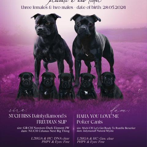 Nydelige Staffordshire Bull Terrier valper