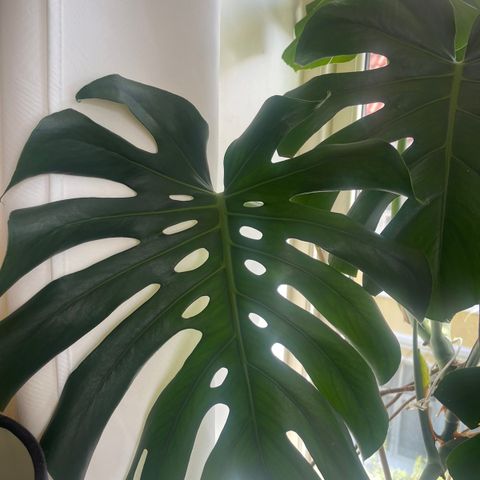 Flott Monstera plante med blader på ca. 50 cm. Med potte