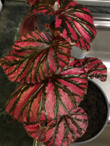 Begonia brevirimosa ung og etablert plante selges for 450 kr