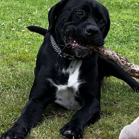 Cane Corso - Italiensk Mastiff