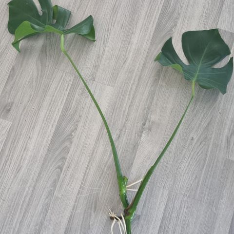 Monstera stikling / cutting with new roots