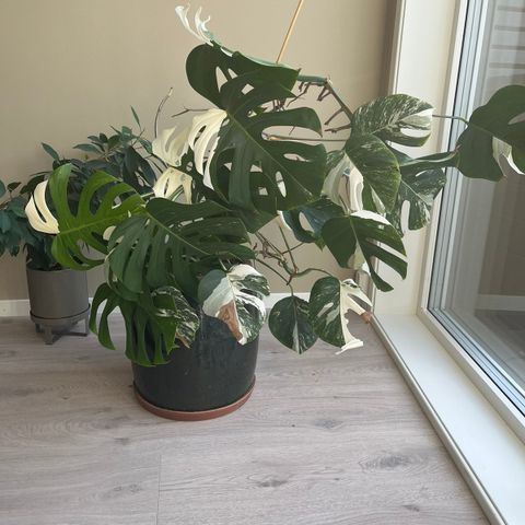 Monstera Variegata - Stor plante