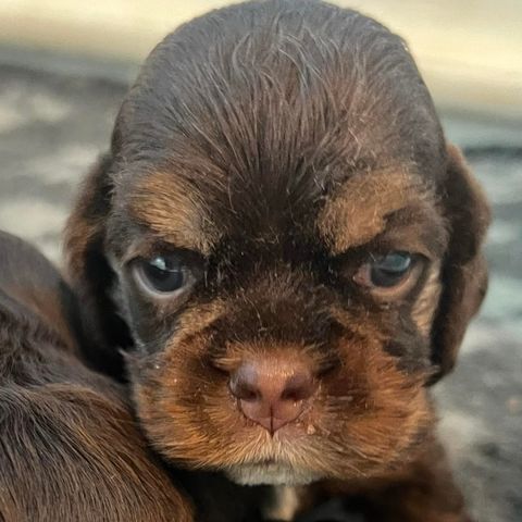 Amerikansk cocker spaniel valper selges