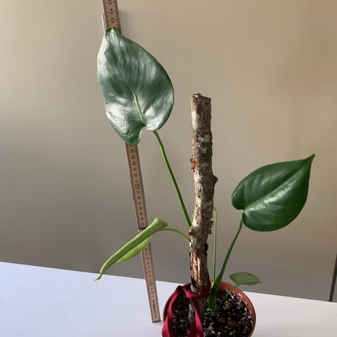 Monstera 'deliciosa' selges